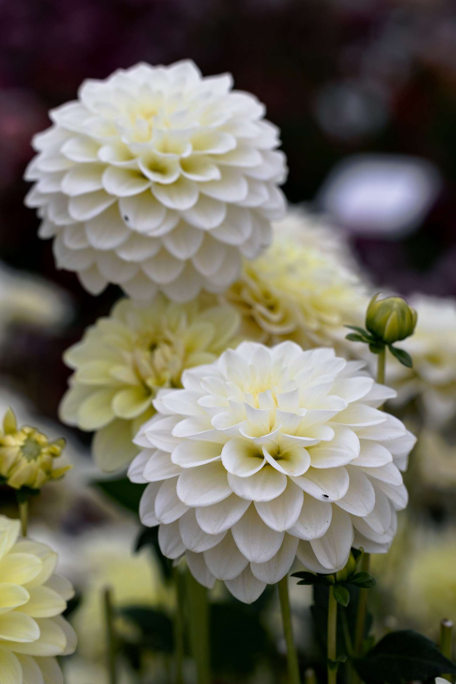 Dahlia 'Caramel Antique'